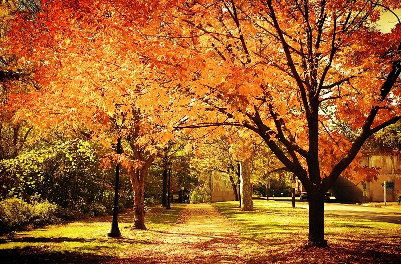 autumnleaves.jpg